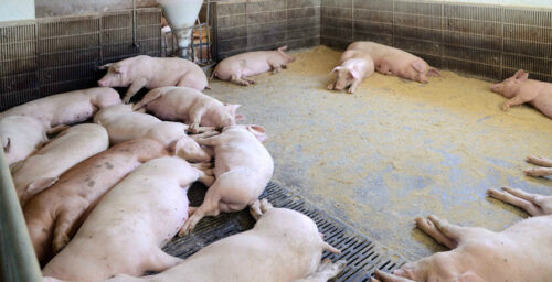 North Korea taking “emergency” steps amid African swine flu outbreak: Rodong