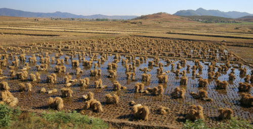 North Korea quadruples rice imports after flood