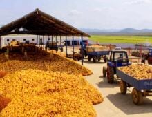 What North Korea’s inflated grain prices reveal about persistent food insecurity