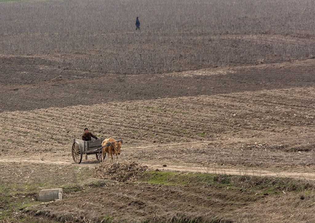 Belarus bans North Korean animal products | NK News - North Korea News