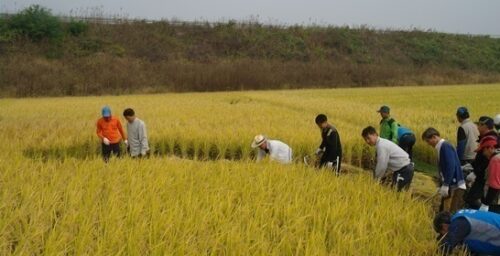 S.Korean farmers urge to provide rice to N.Korea