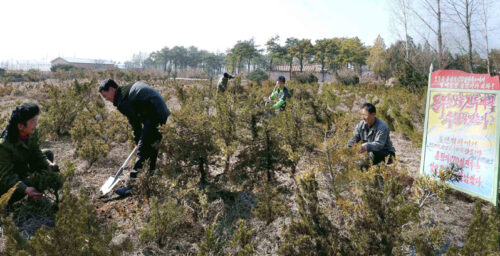 Exclusive: N. Korean warning threatens deforesters with execution
