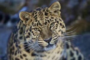 Russia and North Korea eye joint project to protect endangered Amur leopards